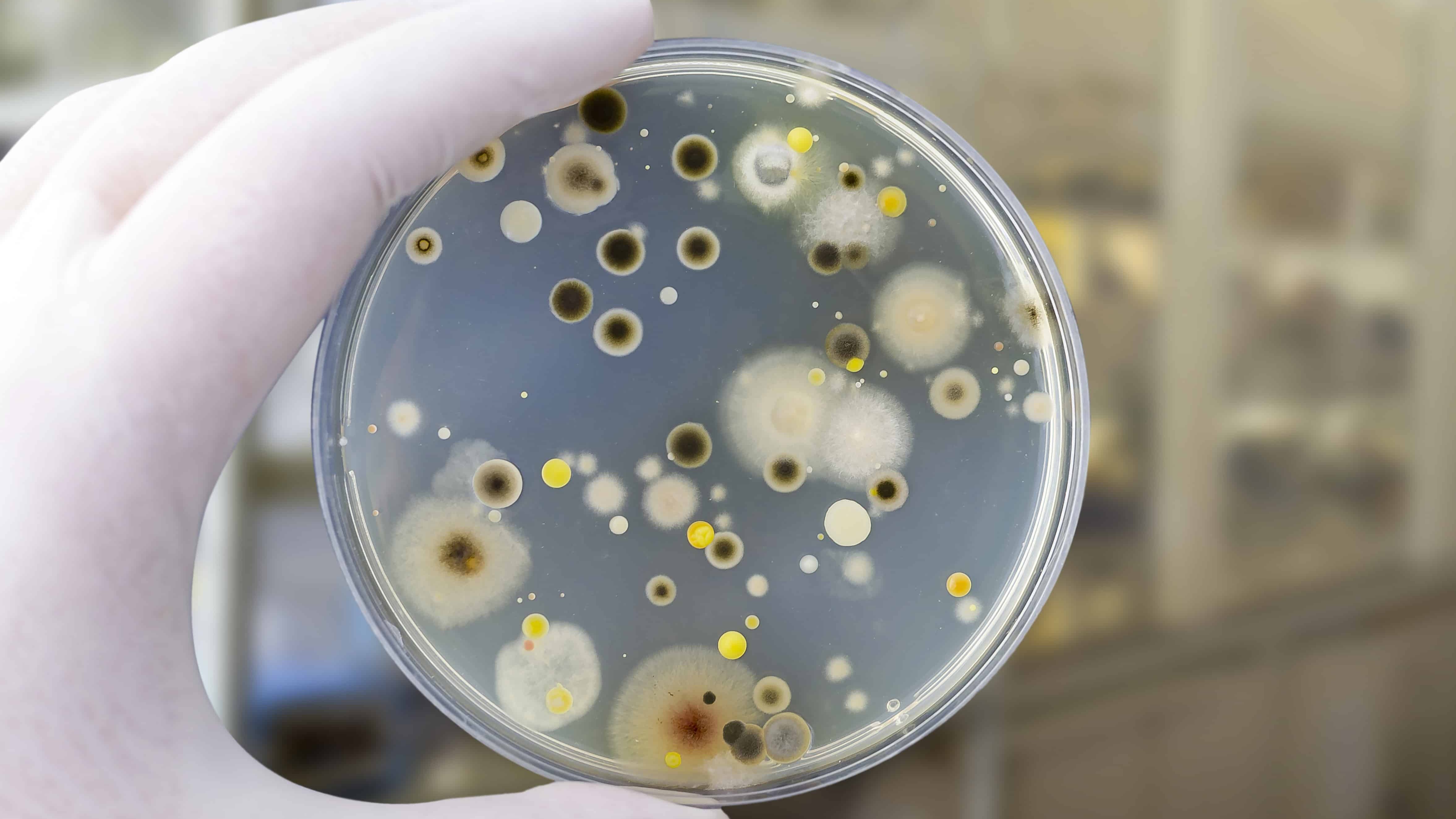 Mold Testing in Greystone